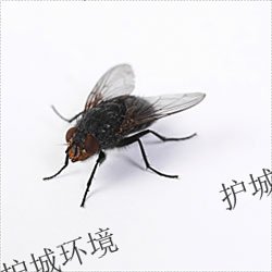 蠅類