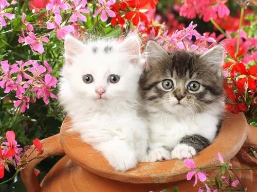 寵物清潔用品批發:專門的寵物清潔用品采購基地