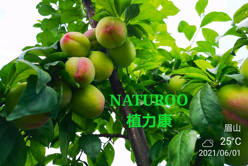 植力康在李子上的表現(xiàn)2