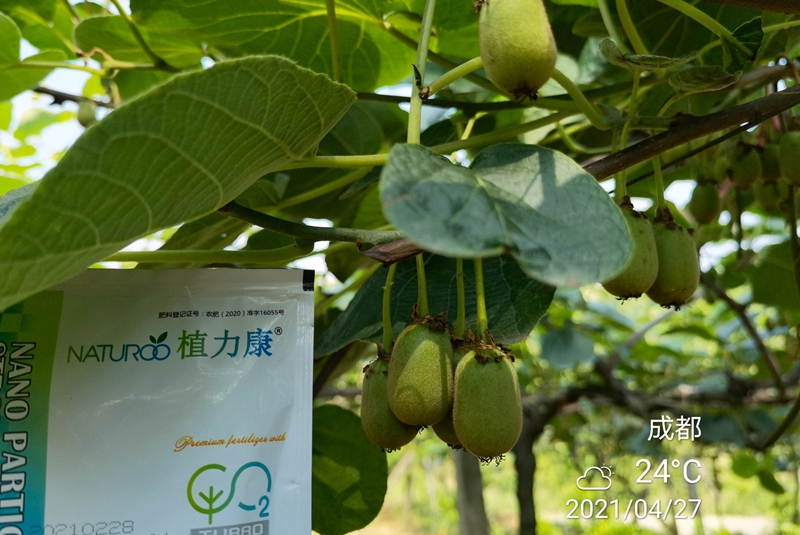 植力康在獼猴桃上的表現(xiàn)