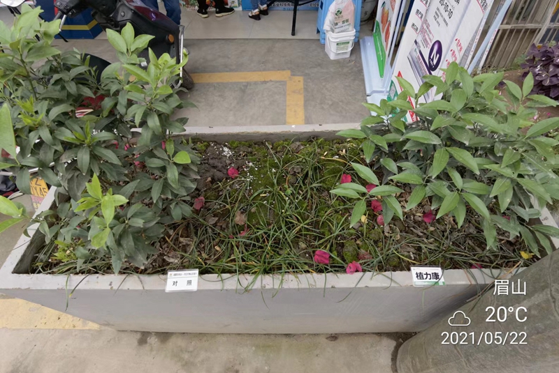 植力康在金桔上的對(duì)比