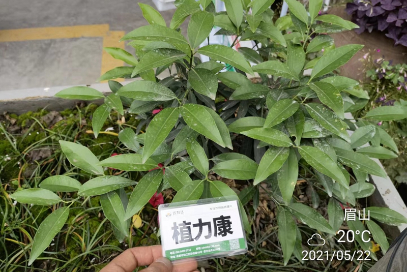 植力康在金桔上的表現(xiàn)