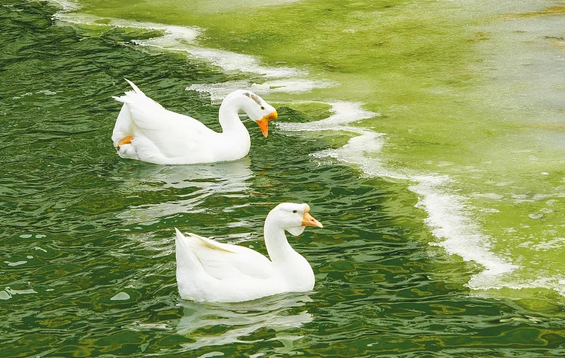 鄉村城鎮河道治理方案