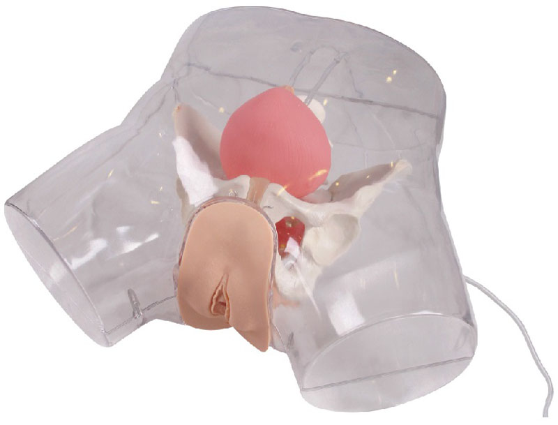 高級透明女性導尿模型.jpg