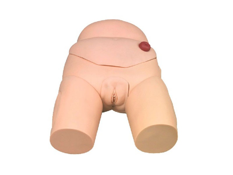 高級女性導尿模型.jpg
