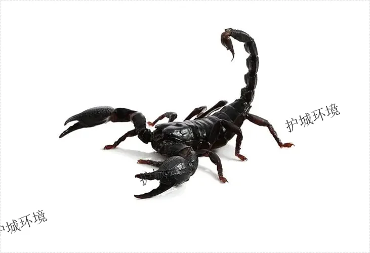 蝎子