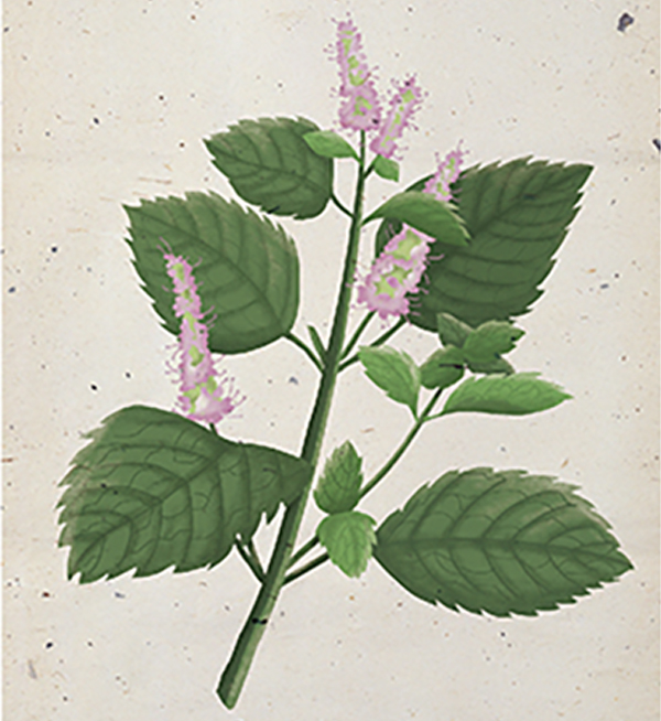 中藥現代化的現狀