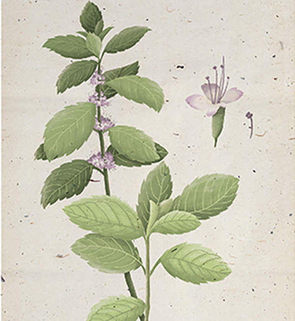 中藥現代化的發展