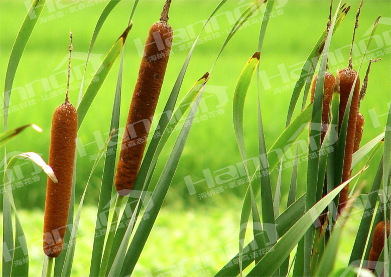 植物对镁毒0害响应分子机理被发明