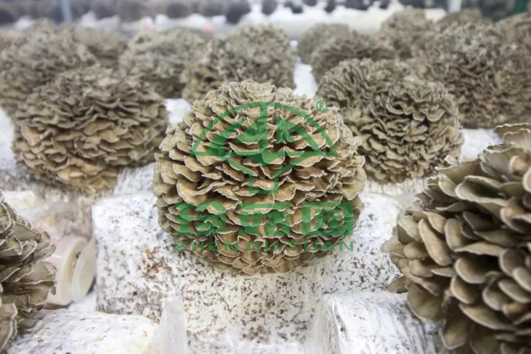 舞茸.jpg
