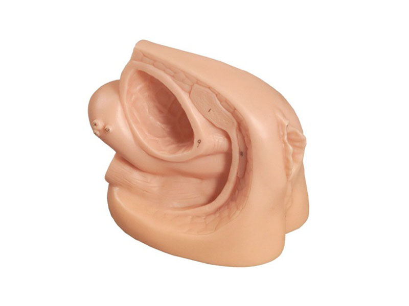 女性?xún)韧馍称骷皩蚰Ｐ?jpg