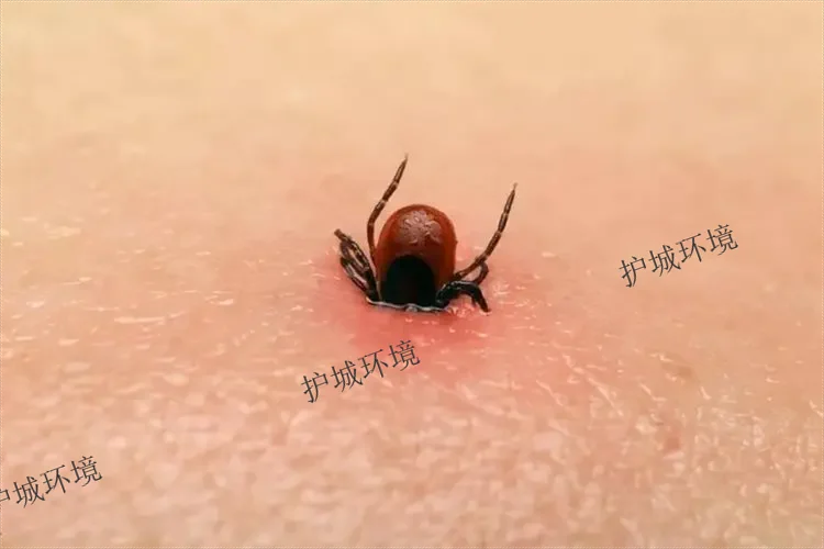 蜱蟲(chóng)的特征