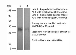 InVivoMab anti-mouse PD-1 (CD279)