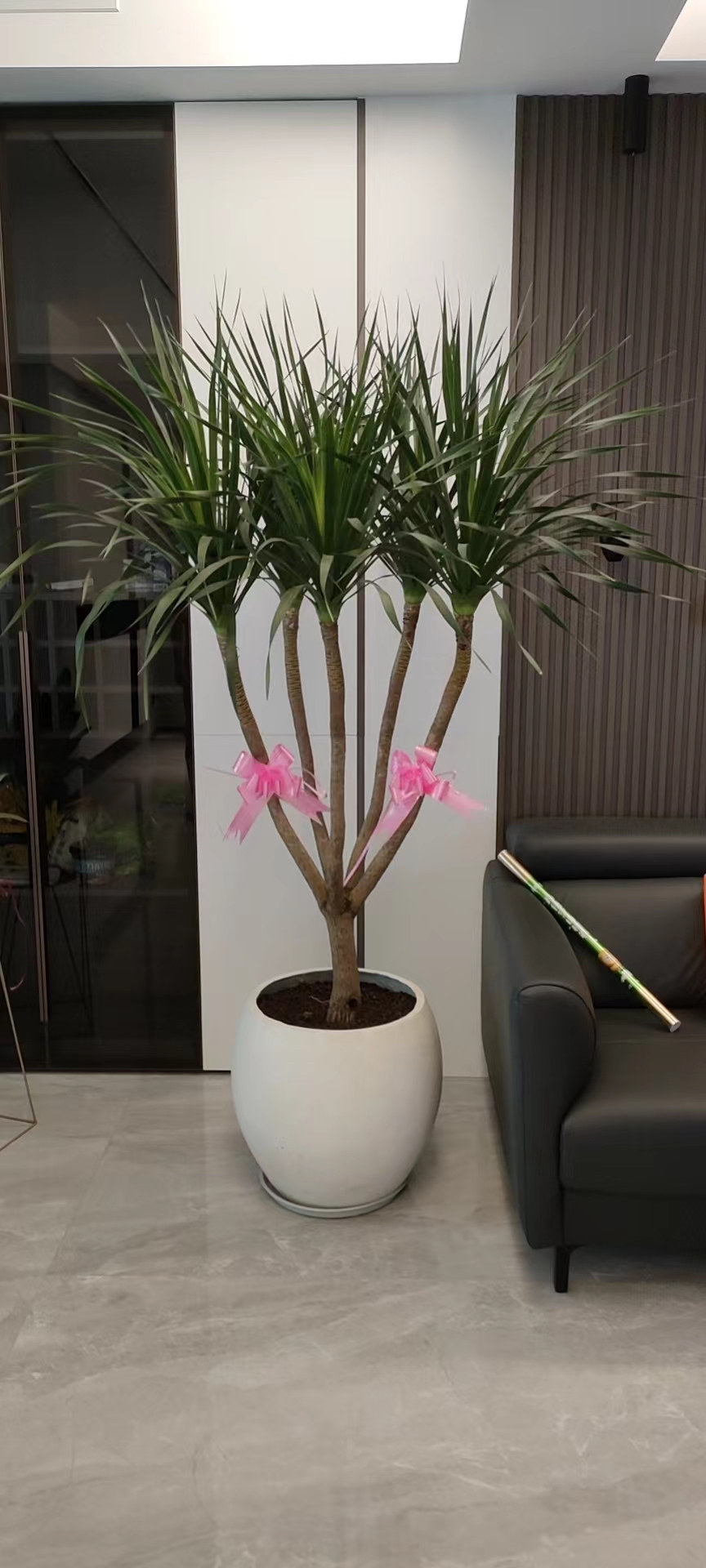 綠植租賃帶來不一樣的視覺盛宴