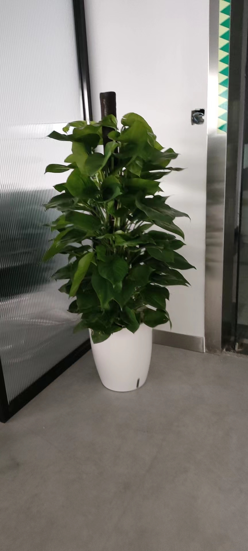 入秋，綠植租賃來了！