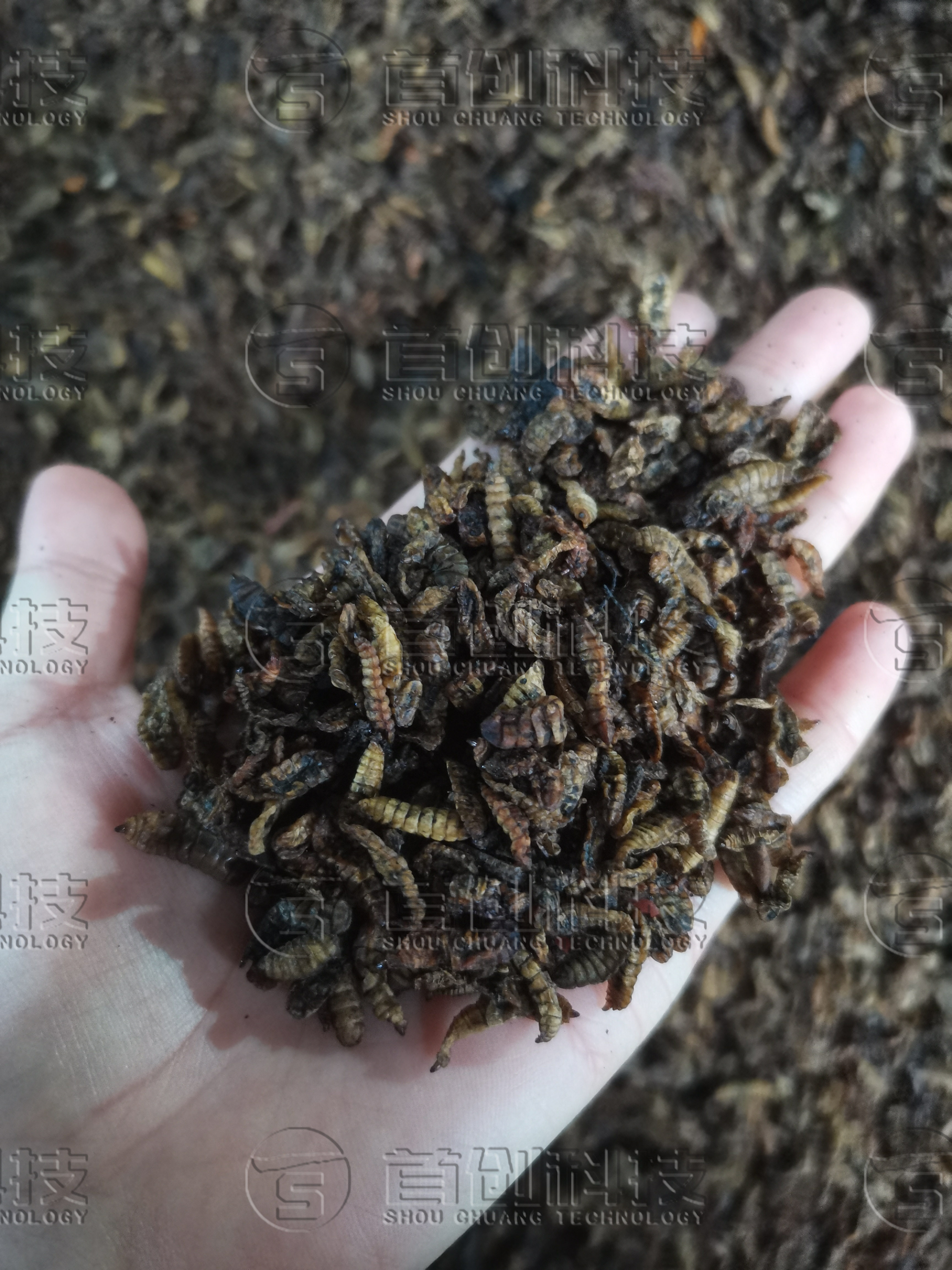 黃粉蟲烘干設(shè)備-大型黃粉蟲干燥機-黃粉蟲自動烘干機