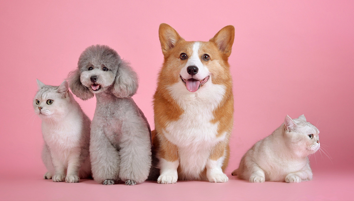 如何正確使用寵物針梳