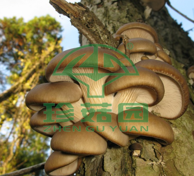 木耳的质量分级是什么？
