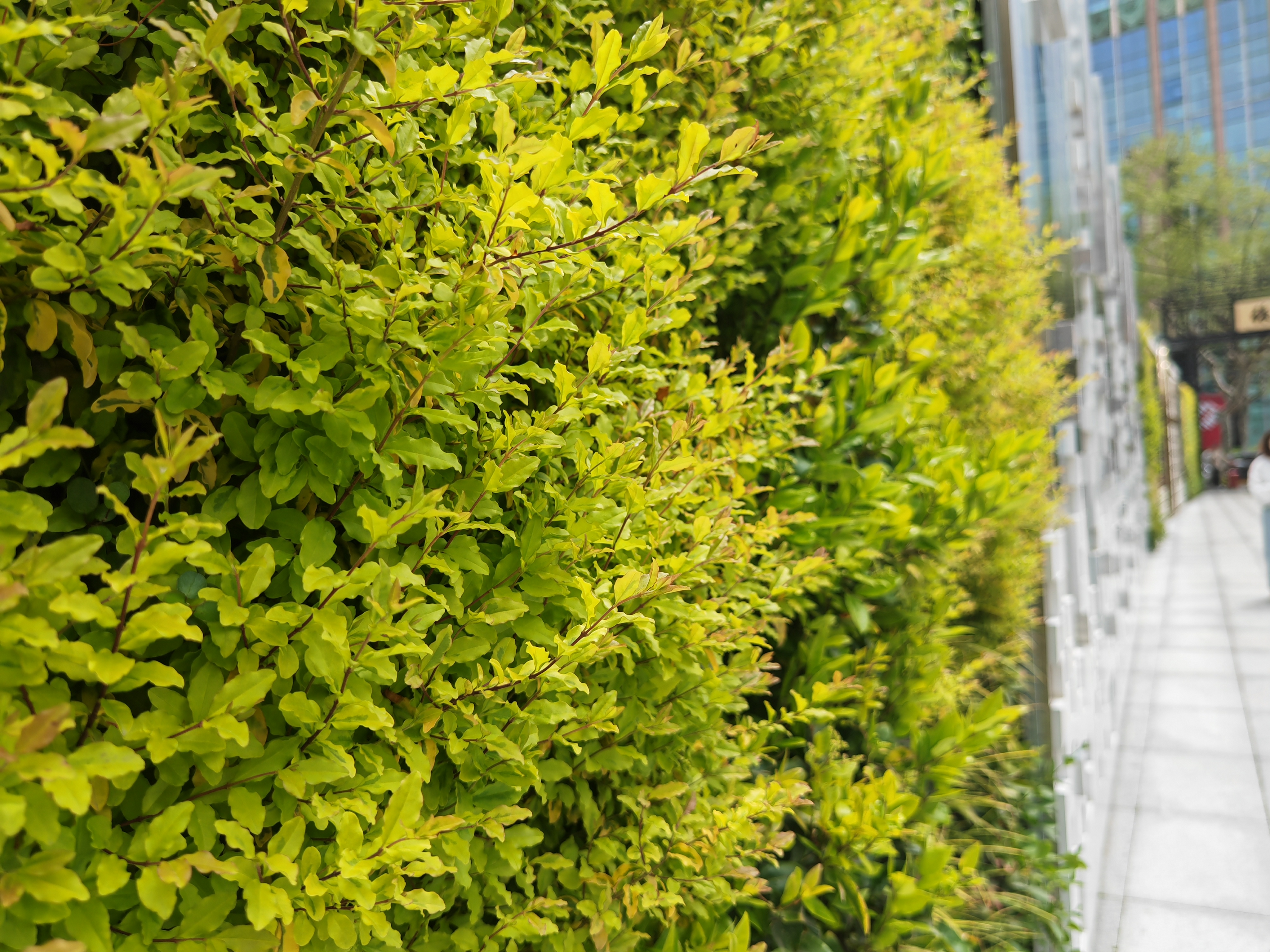怎样将植物墙融入家居设计中
