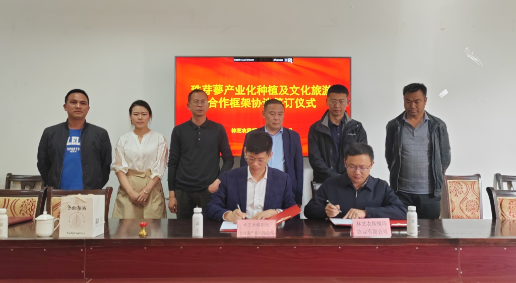 企業(yè)動態(tài) | 米格陽光與嘎瑪農(nóng)業(yè)正式達成珠芽蓼產(chǎn)業(yè)化種植及文化旅游戰(zhàn)略合作！