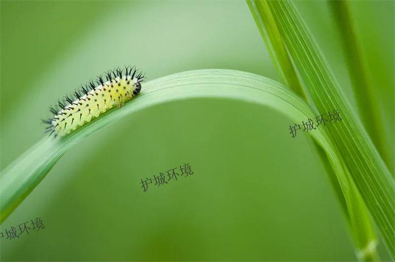 易偽裝變化形態(tài)的毛毛蟲 易偽裝變化形態(tài)的毛毛蟲