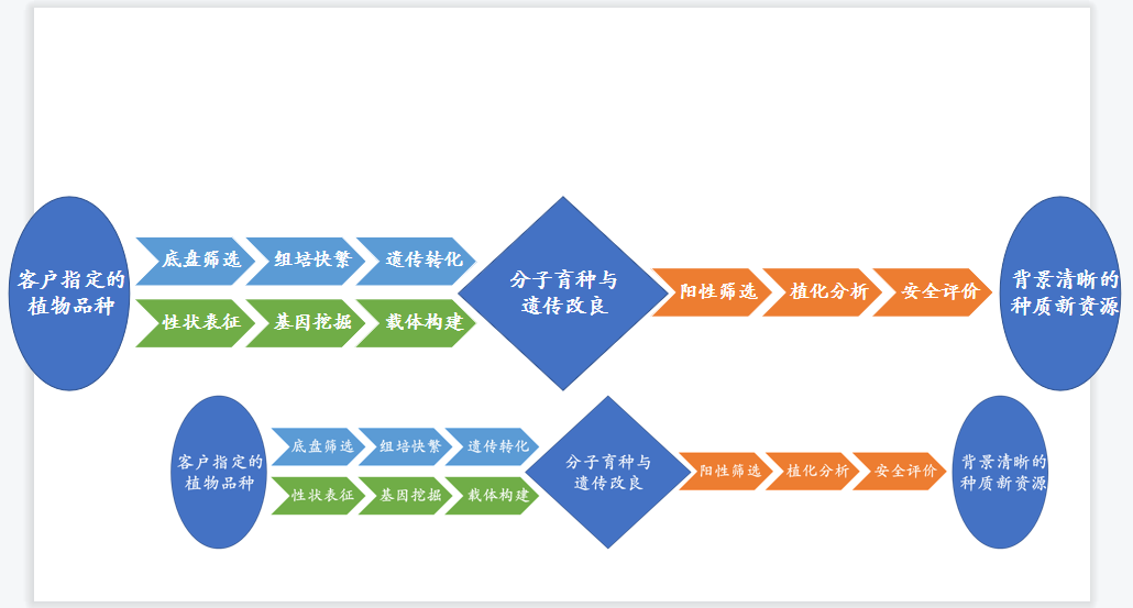 植物遗传转化全流程合作定制流程.jpg