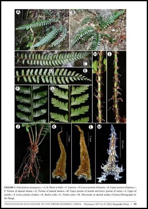 贵州发明蕨类植物新种绥阳耳蕨！
