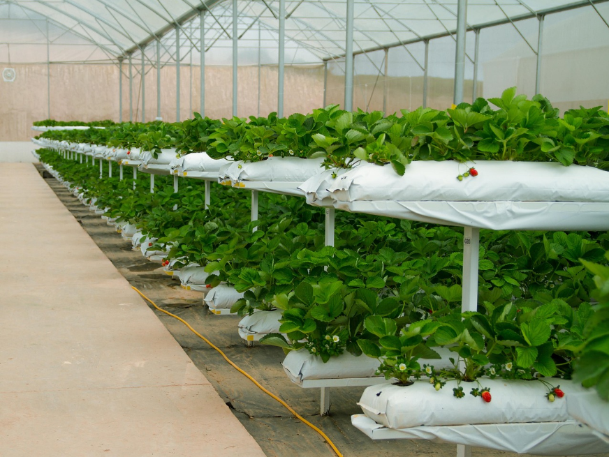 革新園林養(yǎng)護，智能打藥機——開啟病蟲害防控新篇章