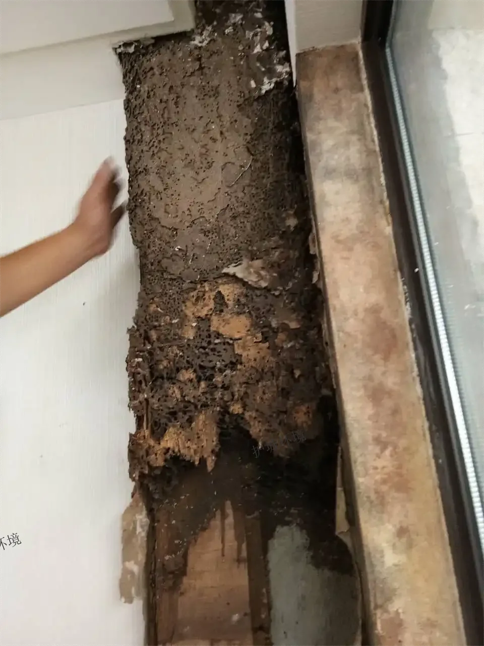白蟻對于房屋的危害性