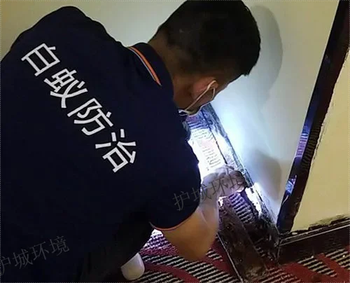 對白蟻嚴重受害處進行白蟻防治