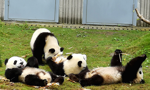 熊貓.jpg