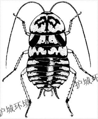 蜚蠊-浙江護城環(huán)境科技有限公司