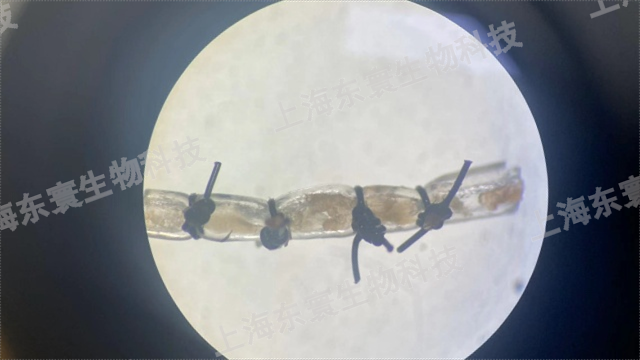 建立SD大鼠頸動脈損傷（結(jié)扎套管）模型