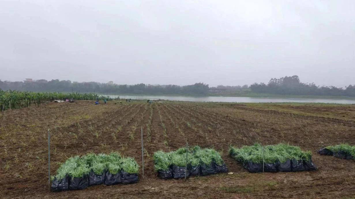 廣東佛山金竹草種植基地（臨江灘涂地）.png