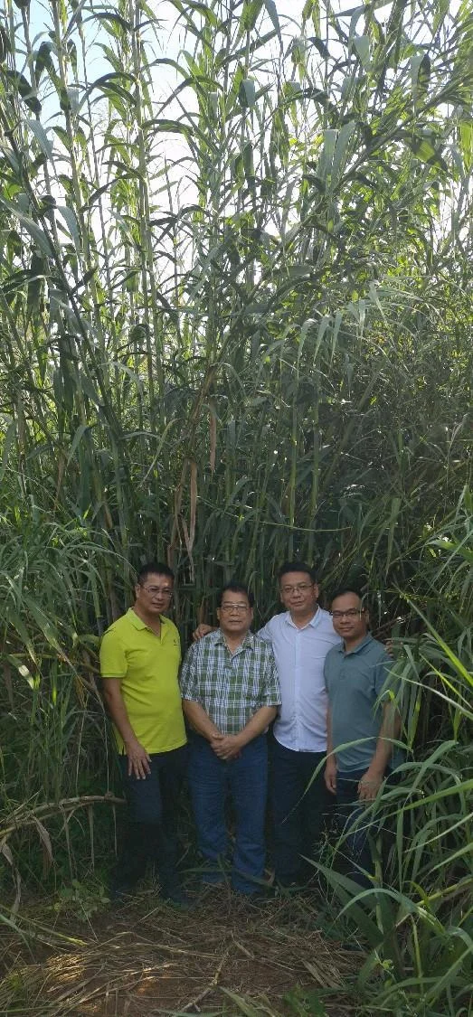 廣西南寧武鳴金竹草種植基地（旱地）.png