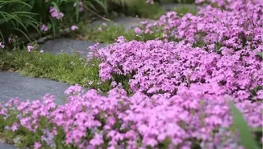 c1e5dda5abd12d9f681e4b4bc6766a81-sz_209781.webp.jpg