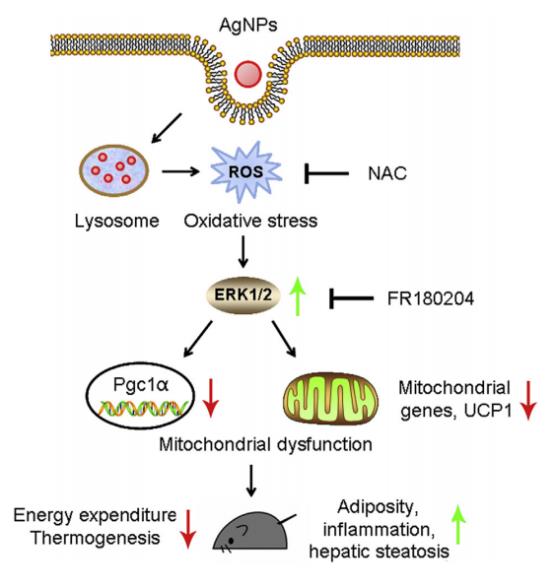 銀納米顆粒抑制米色脂肪功能，促進肥胖