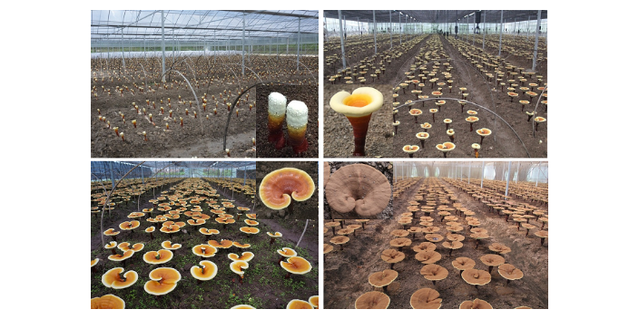 靈芝孢子粉如何形成的？