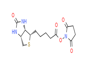 (+)-生物素 N-琥珀酰亞胺酯
