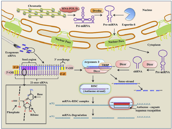 RNAi藥物與脂質體納米粒