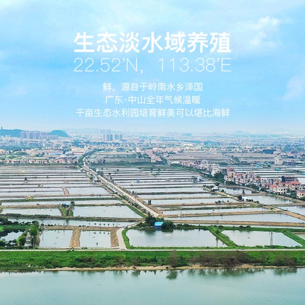 免漿脆肉羅非魚片