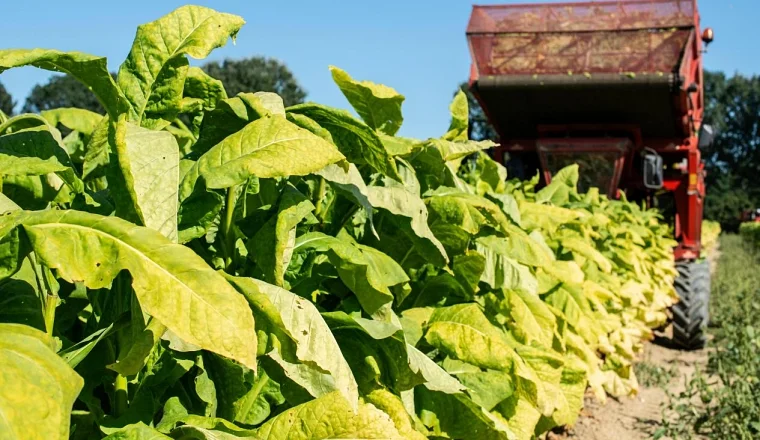 煙草行業(yè)智能監(jiān)控