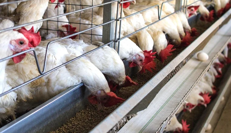 飼料行業(yè)智慧生產(chǎn)