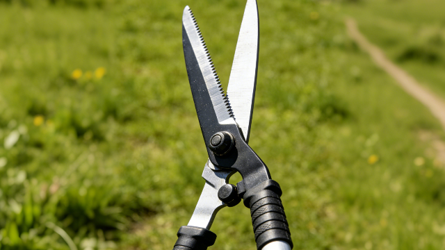 桃城區(qū)園藝高枝剪批發(fā) 誠(chéng)信經(jīng)營(yíng) 衡水嘉卉園林綠化工程供應(yīng);