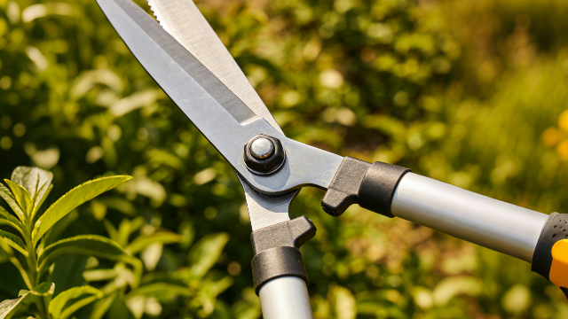 武邑什么是高枝剪網上價格 信息推薦 衡水嘉卉園林綠化工程供應