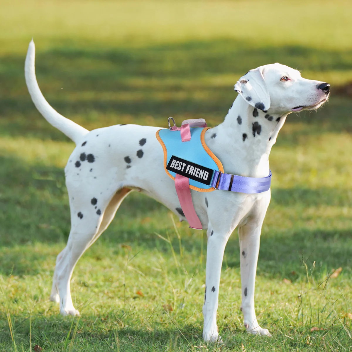 no-pull harness
E42589ae219d79fa5d733f2681c8f4a1