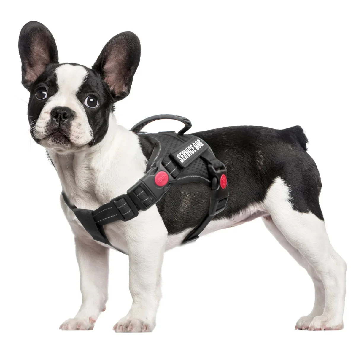 No-Pull Dog Harness No-Pull Dog Harness
