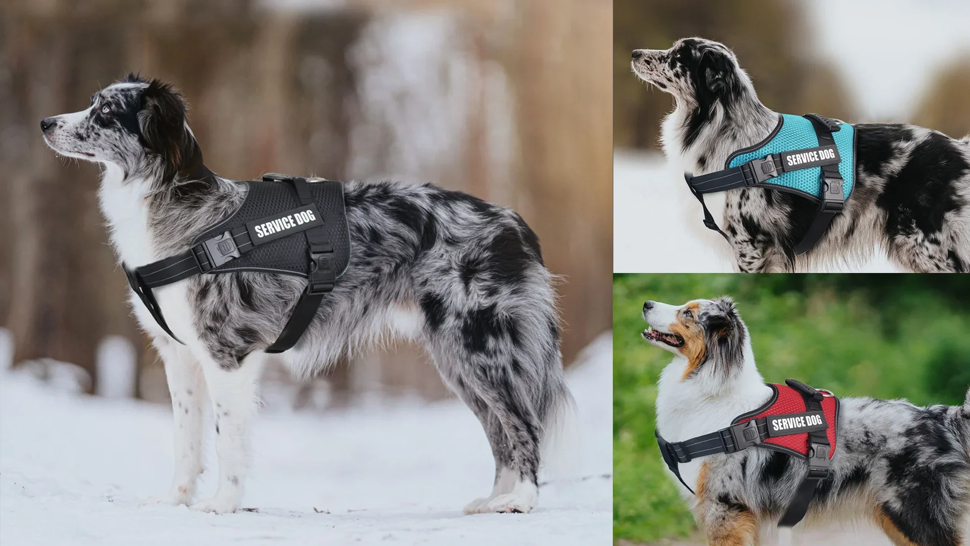 no-pull dog harness