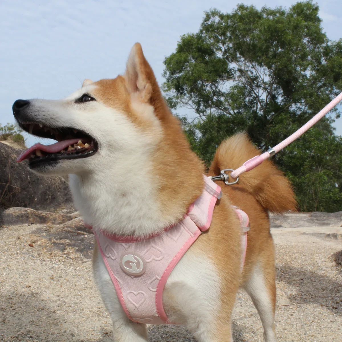 OEM Step-In Dog Harness Solutions: A Guide for Pet Product Buyers