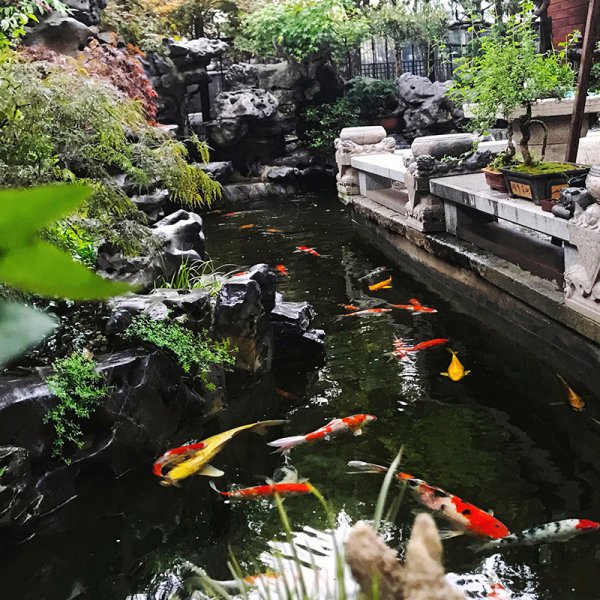 庭院錦鯉池